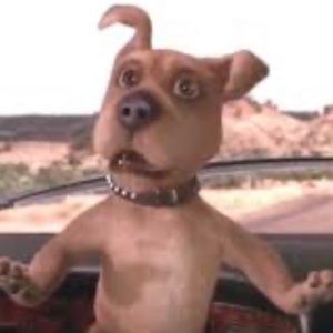 Meet your Posher, Gavin